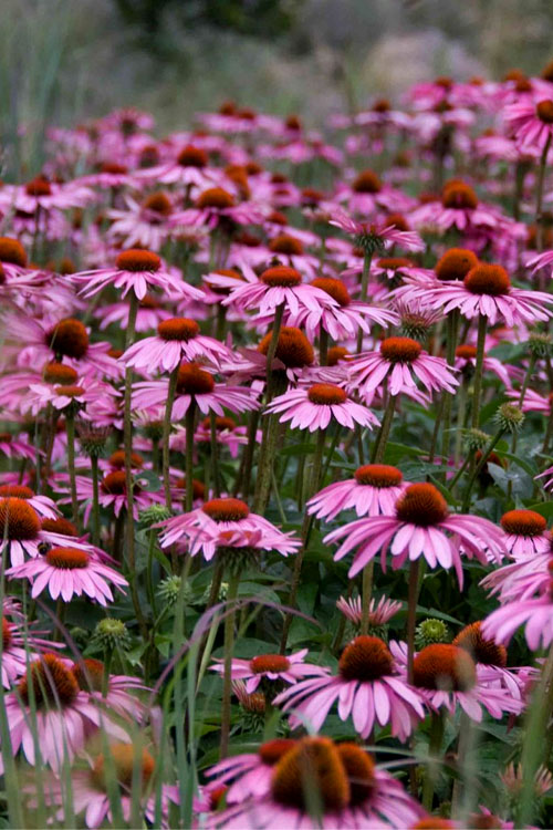  Magnus Purple Coneflower (Echinacea) - 5 Pack Of Quart Pots