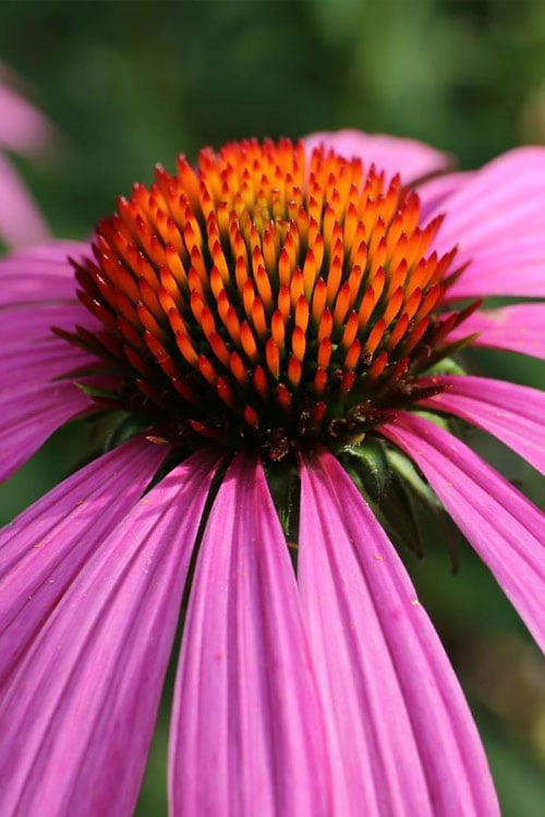  Magnus Purple Coneflower (Echinacea) - 5 Pack Of Quart Pots