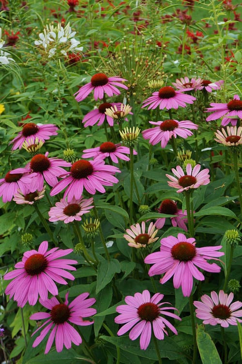  Magnus Purple Coneflower (Echinacea) - 5 Pack Of Quart Pots