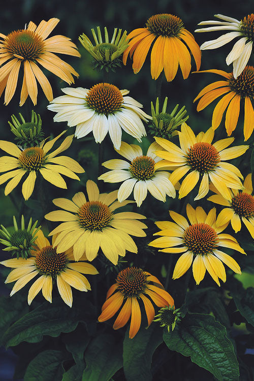  Mellow Yellows Coneflower (Echinacea) - 10 Pack Of Quart Pots