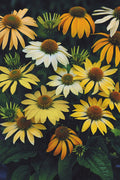  Mellow Yellows Coneflower (Echinacea) - 10 Pack Of Quart Pots