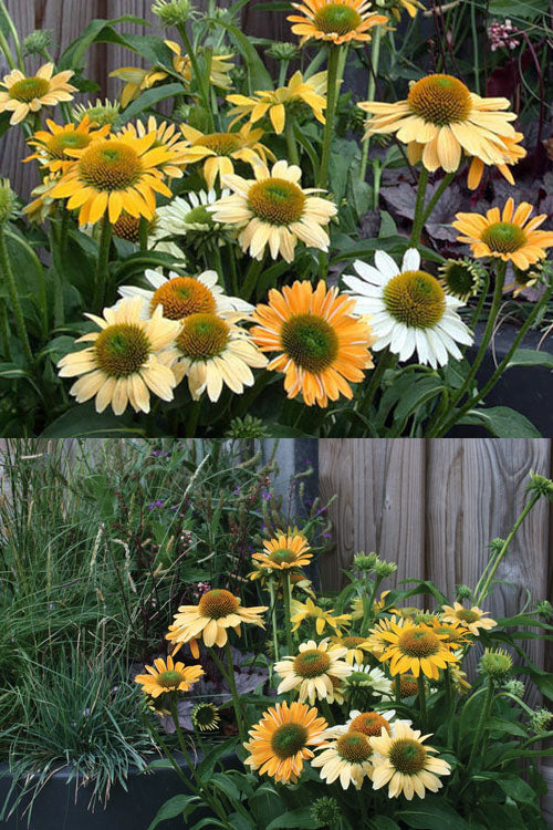  Mellow Yellows Coneflower (Echinacea) - 10 Pack Of Quart Pots