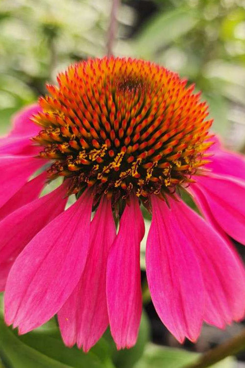  Panama Rose Everblooming Coneflower (Echinacea) - 6 Pack Of 1 Gallon Pots