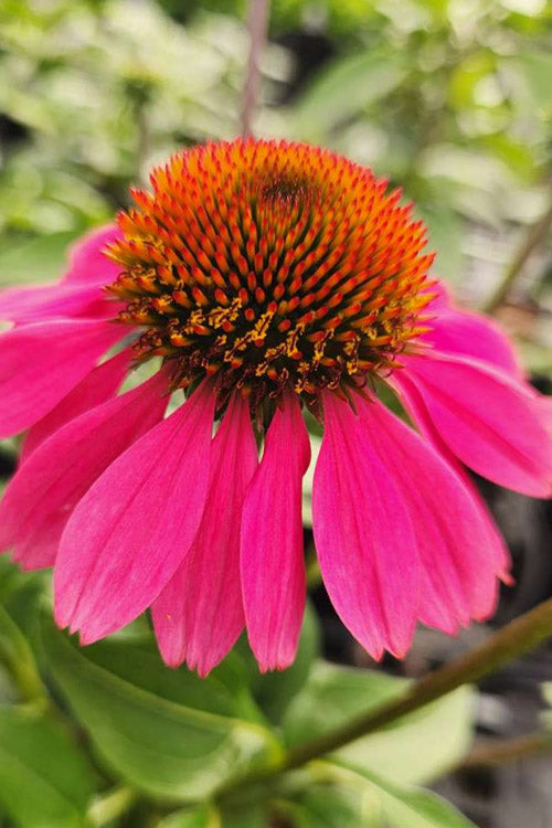  Panama Rose Everblooming Coneflower (Echinacea) - 5 Pack Of Quart Pots