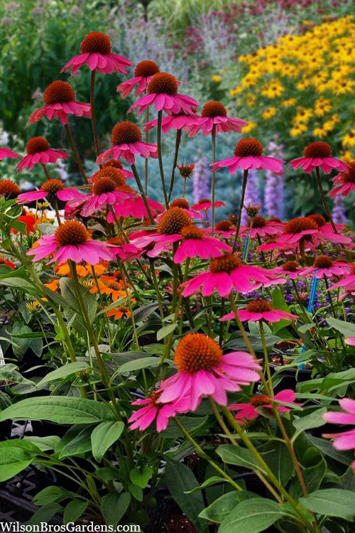  Panama Rose Everblooming Coneflower (Echinacea) - 1 Gallon Pot