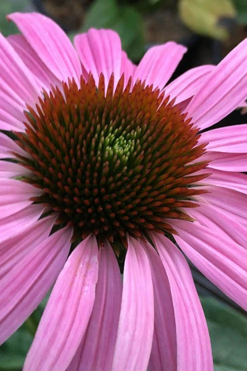  Prairie Splendor Coneflower (Echinacea) - 5 Pack Of Quart Pots