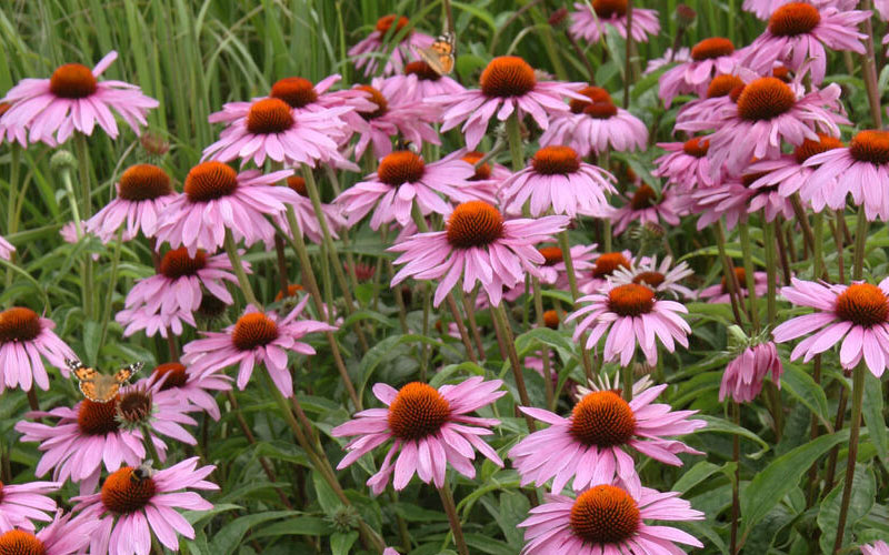  Prairie Splendor Coneflower (Echinacea) - 5 Pack Of Quart Pots