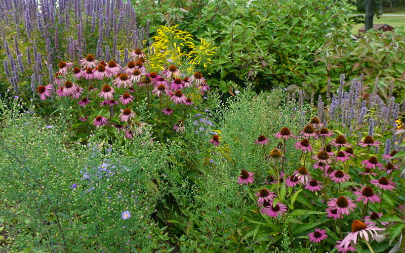  Purple Coneflower (Echinacea) - 8 Pack Of 1 Gallon Pots