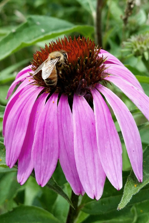  Purple Coneflower (Echinacea) - 8 Pack Of 1 Gallon Pots
