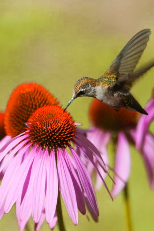  Purple Coneflower (Echinacea) - 8 Pack Of 1 Gallon Pots