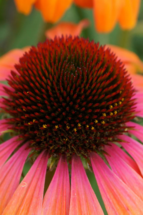  Rainbow Marcella Coneflower - 1 Gallon Pot