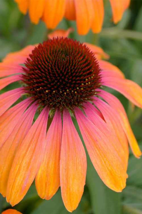  Rainbow Marcella Coneflower - 1 Gallon Pot