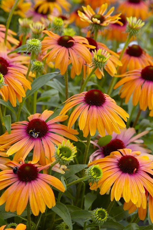  Rainbow Marcella Coneflower - 1 Gallon Pot