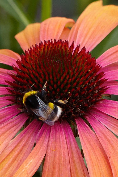  Rainbow Marcella Coneflower - 1 Gallon Pot