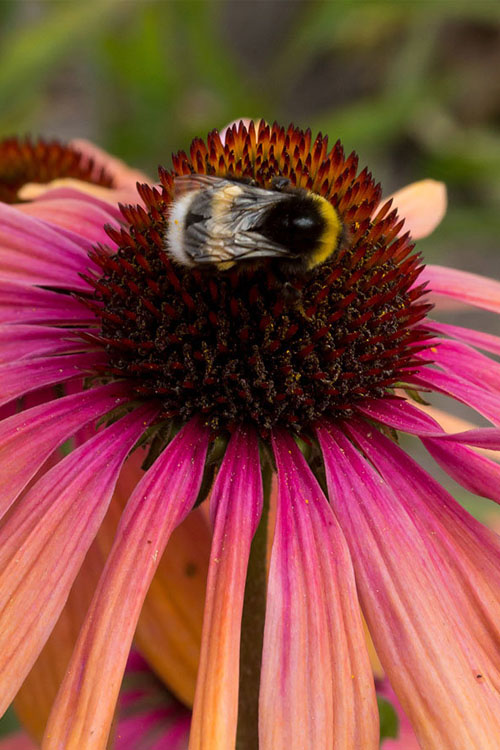  Rainbow Marcella Coneflower - 1 Gallon Pot