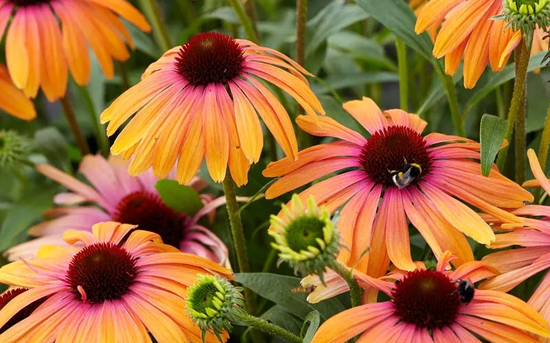  Rainbow Marcella Coneflower - 1 Gallon Pot