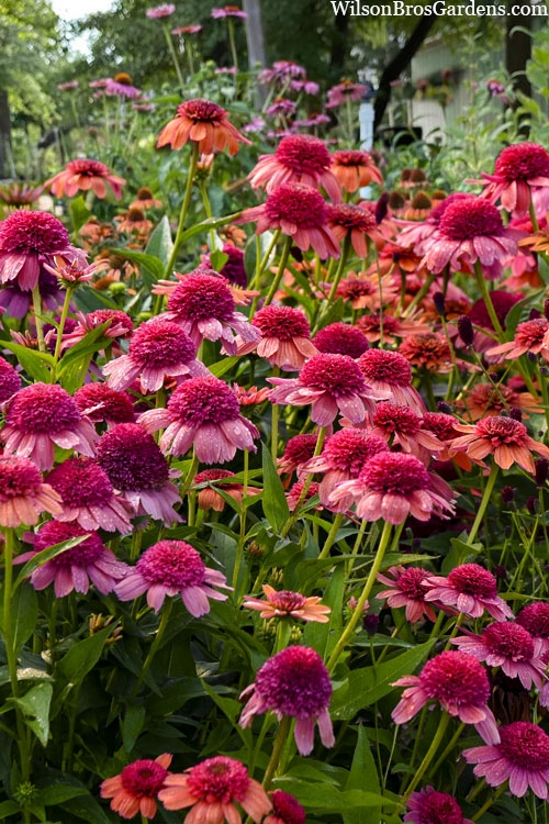  Rainbow Sherbet Coneflower (Echinacea) - 1 Gallon Pot