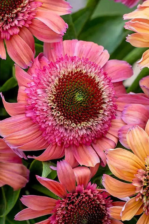  Rainbow Sherbet Coneflower (Echinacea) - 1 Gallon Pot