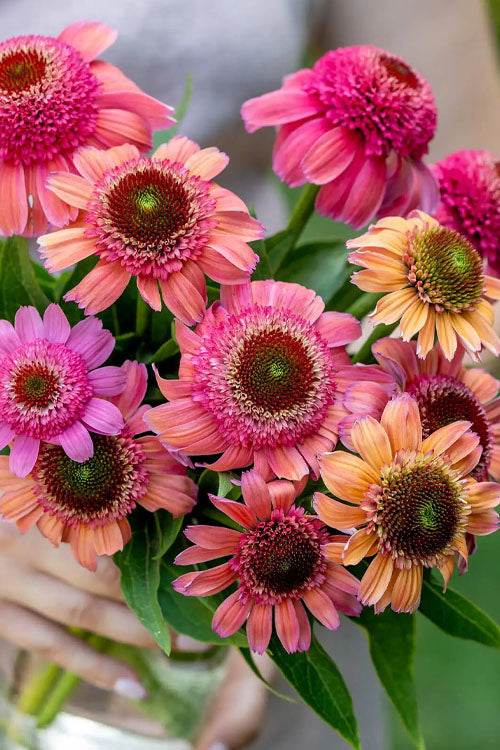  Rainbow Sherbet Coneflower (Echinacea) - 1 Gallon Pot