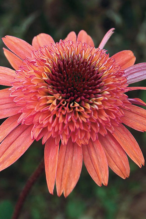  Raspberry Truffle Coneflower (Echinacea) - 6 Pack Of 2.5 Quart Pots