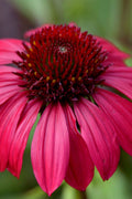  Sombrero Baja Burgundy Coneflower (Echinacea) - 6-Pack Of 1 Gallon Pots