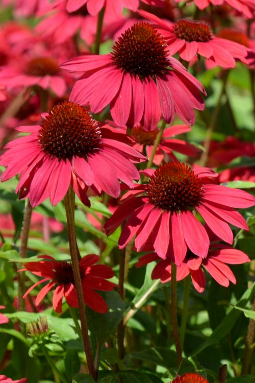  Sombrero Baja Burgundy Coneflower (Echinacea) - 6-Pack Of 1 Gallon Pots