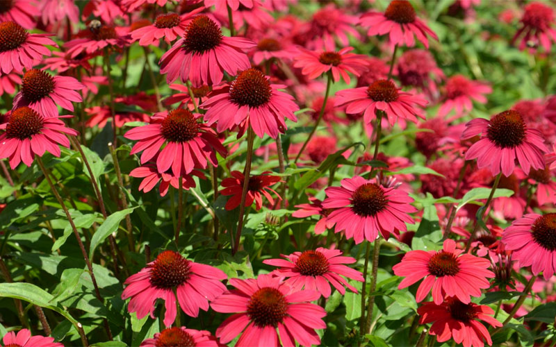  Sombrero Baja Burgundy Coneflower (Echinacea) - 6-Pack Of 1 Gallon Pots