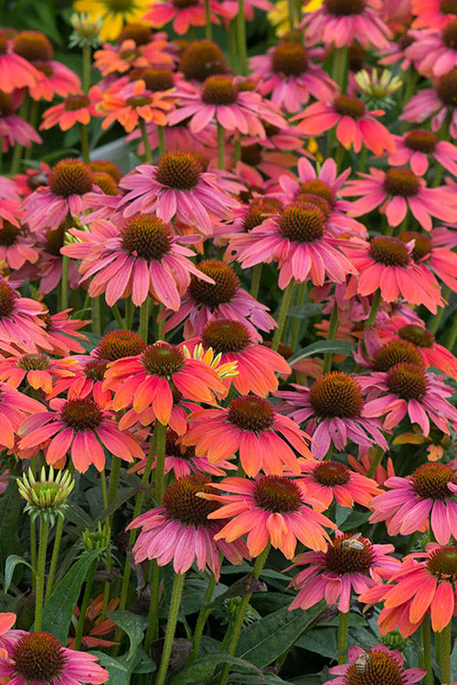  Sombrero Poco Hot Coral Coneflower (Echinacea) -6 Pack Of 1 Gallon Pots