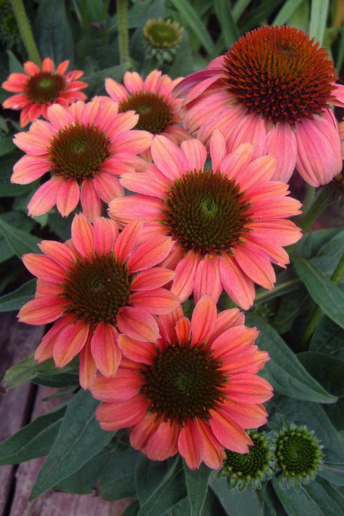  Sombrero Poco Hot Coral Coneflower (Echinacea) - 1 Gallon Pot