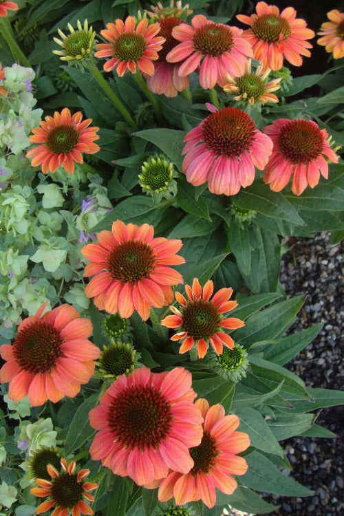  Sombrero Poco Hot Coral Coneflower (Echinacea) - 1 Gallon Pot