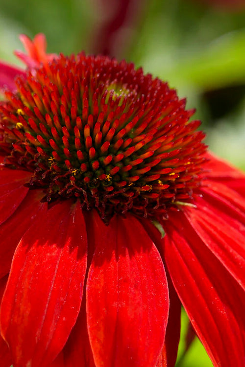  Sombrero Salsa Red Coneflower (Echinacea) - 1 Gallon Pot