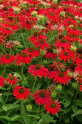  Sombrero Salsa Red Coneflower (Echinacea) - 1 Gallon Pot