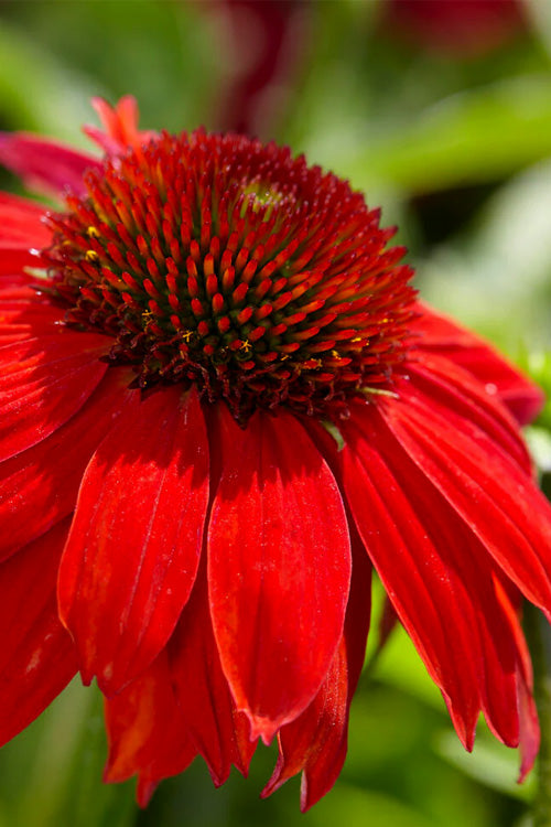  Sombrero Salsa Red Coneflower (Echinacea) - 1 Gallon Pot