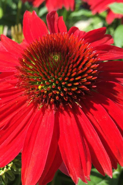  Sombrero Salsa Red Coneflower (Echinacea) - 1 Gallon Pot