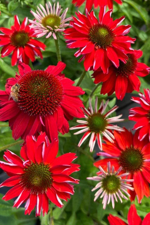  Sombrero Salsa Red Coneflower (Echinacea) - 1 Gallon Pot
