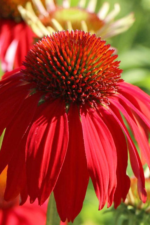  Sombrero Salsa Red Coneflower (Echinacea) - 1 Gallon Pot