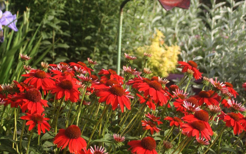  Sombrero Salsa Red Coneflower (Echinacea) - 1 Gallon Pot