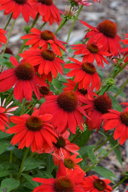  Sombrero Salsa Red Coneflower (Echinacea) - 1 Gallon Pot