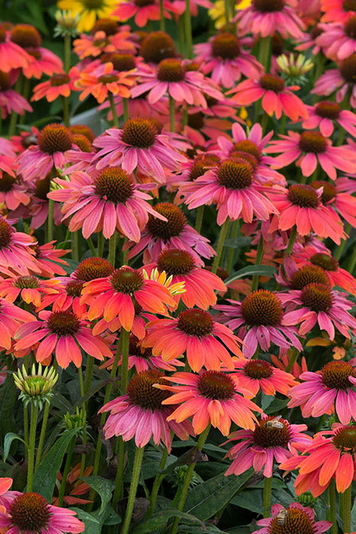  Sombrero Poco Hot Coral Coneflower (Echinacea) - 1 Gallon Pot