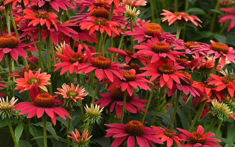  Sombrero 'Tres Amigos' Coneflower (Echinacea) - 1 Gallon Pot
