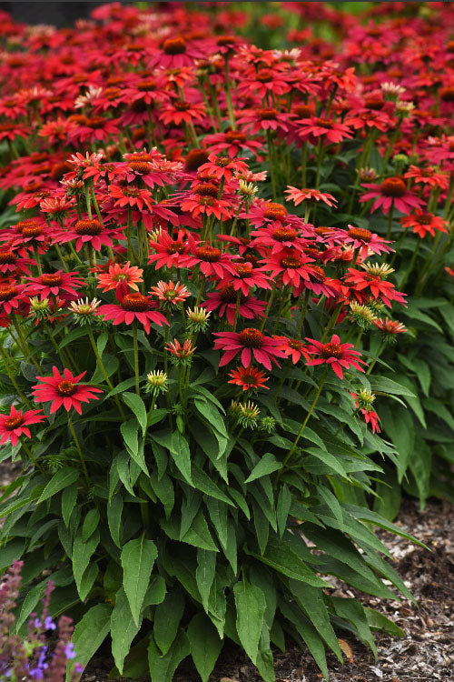  Sombrero 'Tres Amigos' Coneflower (Echinacea) - 1 Gallon Pot