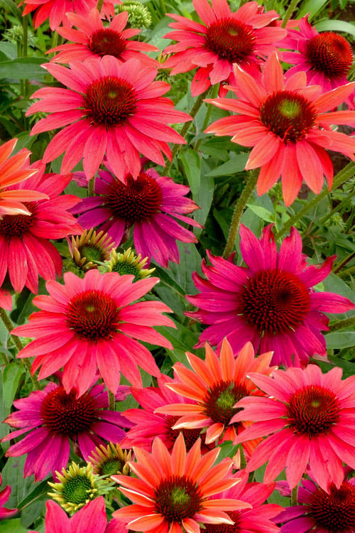  Sombrero 'Tres Amigos' Coneflower (Echinacea) - 1 Gallon