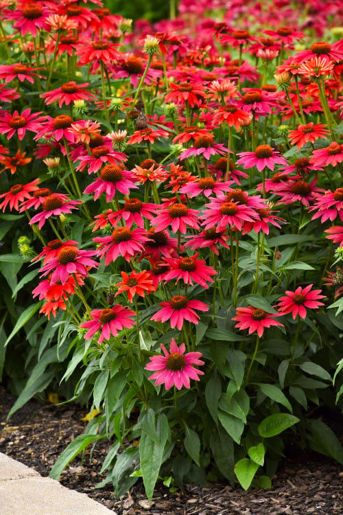  Sombrero 'Tres Amigos' Coneflower (Echinacea) - 1 Gallon