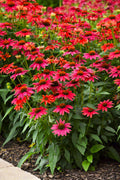  Sombrero 'Tres Amigos' Coneflower (Echinacea) - 1 Gallon Pot