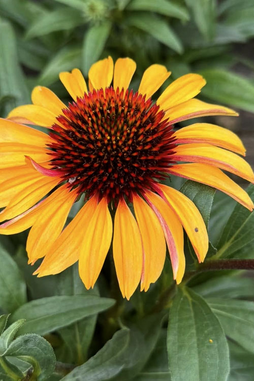  Mango Sunrise Coneflower (Echinacea) - 1 Gallon Pot