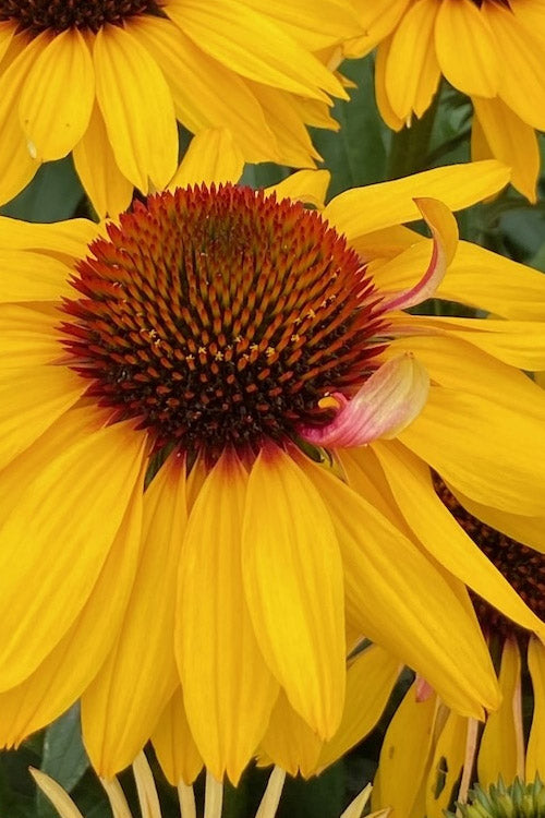  Mango Sunrise Coneflower (Echinacea) - 1 Gallon Pot