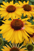  Mango Sunrise Coneflower (Echinacea) - 1 Gallon Pot