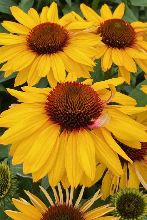  Mango Sunrise Coneflower (Echinacea) - 1 Gallon Pot