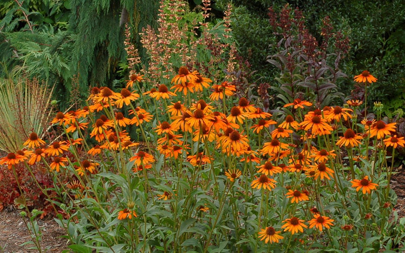  Tiki Torch Orange Coneflower (Echinacea) - 1 Gallon Pot