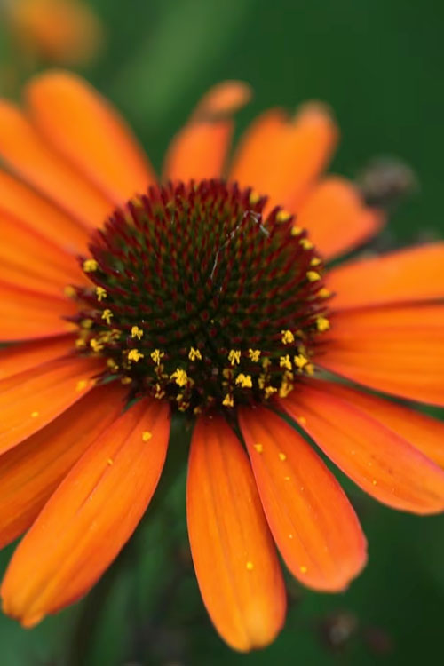  Tiki Torch Orange Coneflower (Echinacea) - 1 Gallon Pot